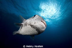 pufferfish..! by Helmy Hashim 